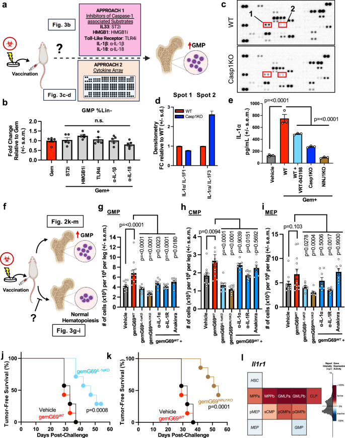 Fig. 3: epiCaspase-1-driven myelopoiesis depends on NINJ1-mediated IL-1α release.