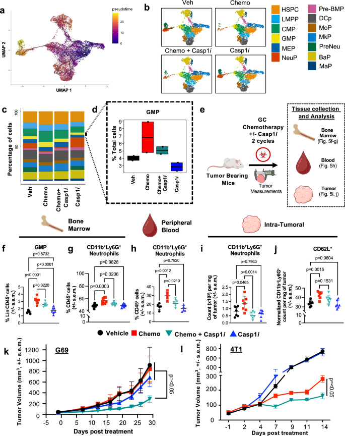 Fig. 5: Caspase-1 inhibition enhances chemotherapeutic efficacy by normalizing myelopoiesis.