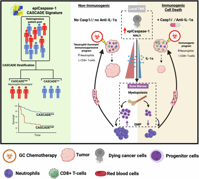 Fig. 7: Chemotherapy-induced activation of caspase-1 and IL-1α release by cancer cells remotely skews myelopoiesis to drive pro tumorigenic systemic neutrophil-dominant inflammation.