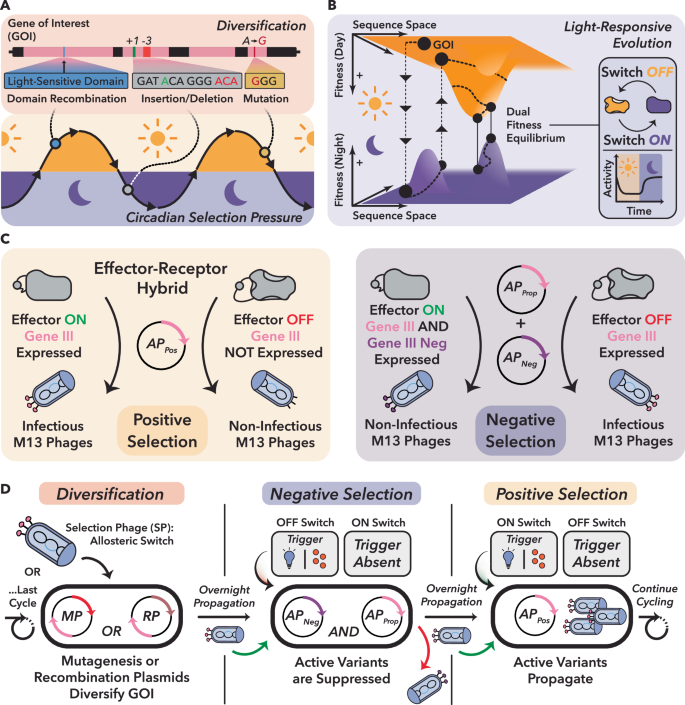Fig. 1: Conceptual framework and workflow for the phage-assisted evolution of stimulus-responsive allosteric protein switches with POGO-PANCE.