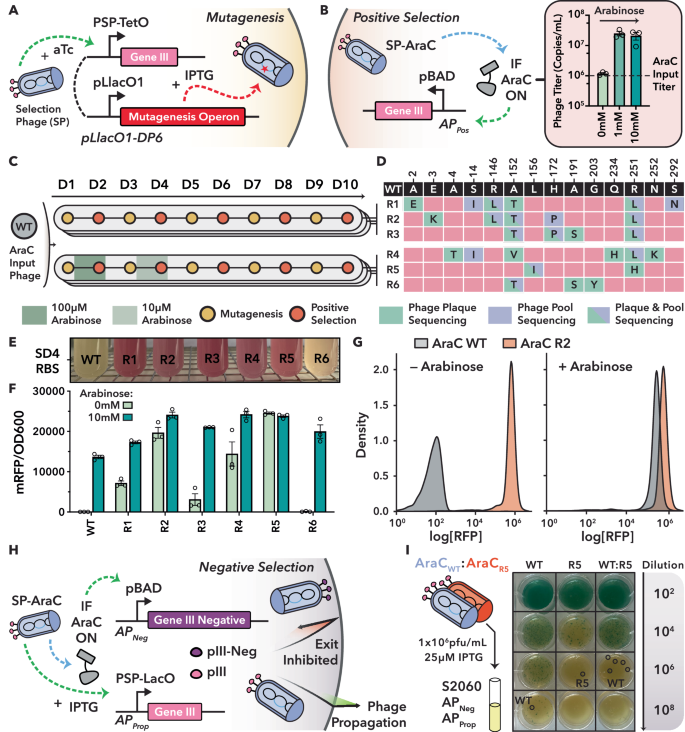 Fig. 2: Phage-assisted non-continuous evolution of hyperactive AraC variants.