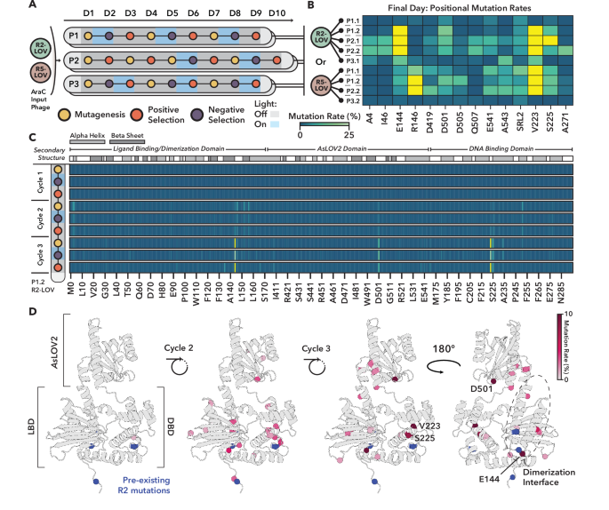 Fig. 3: Directed evolution of light-sensitive AraC S170 AsLOV2 variants using POGO-PANCE.