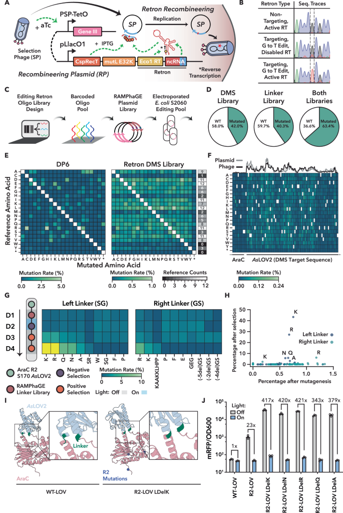Fig. 5: Directed evolution of AraC-LOV variants using RAMPhaGE and POGO-PANCE.