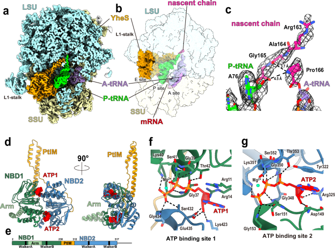 Fig. 1: Cryo-EM structure of SecM-arrested ribosome in complex with YheS.