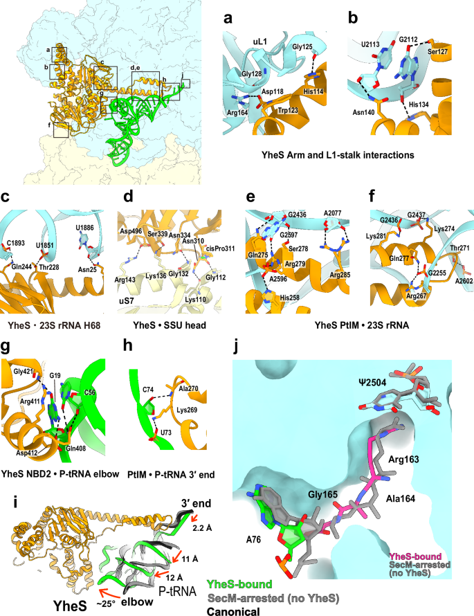 Fig. 2: YheS interactions with the ribosome and P-tRNA.