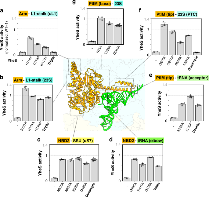 Fig. 3: Mutational analysis of YheS residues.