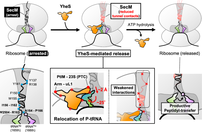 Fig. 4: Proposed model for YheS-mediated release of SecM-arrested ribosome.
