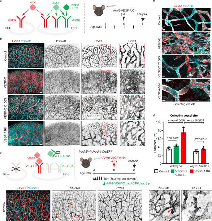 Fig. 1: Effects of selective VEGFR2 and/or VEGFR3 activation on postnatal lymphangiogenesis.