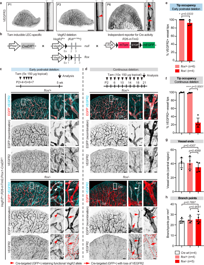 Fig. 2: Postnatal genetic deletion of Vegfr2 leads to selection of LECs retaining VEGFR2 expression in dermal lymphatic capillaries.