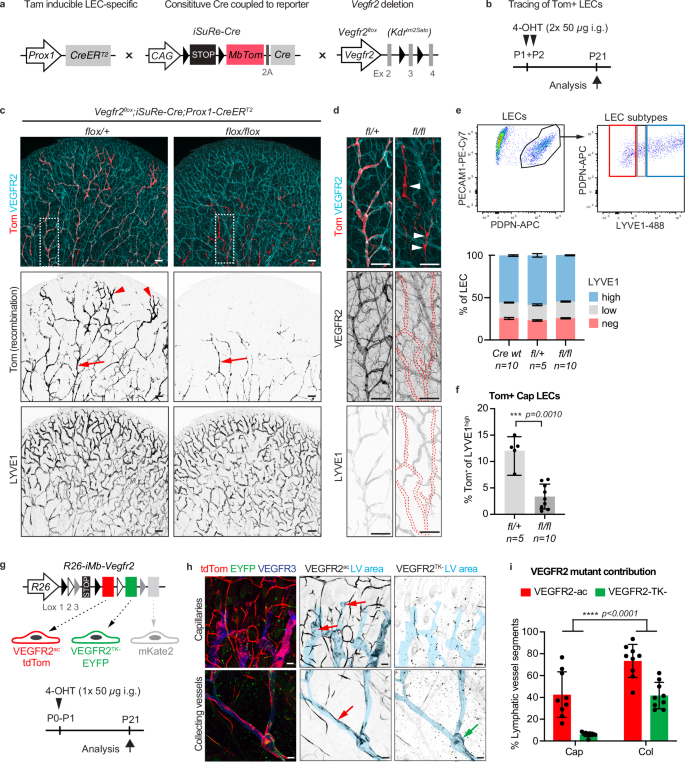Fig. 3: Reduced contribution of VEGFR2 signalling-defective LECs to developing dermal lymphatic capillaries.