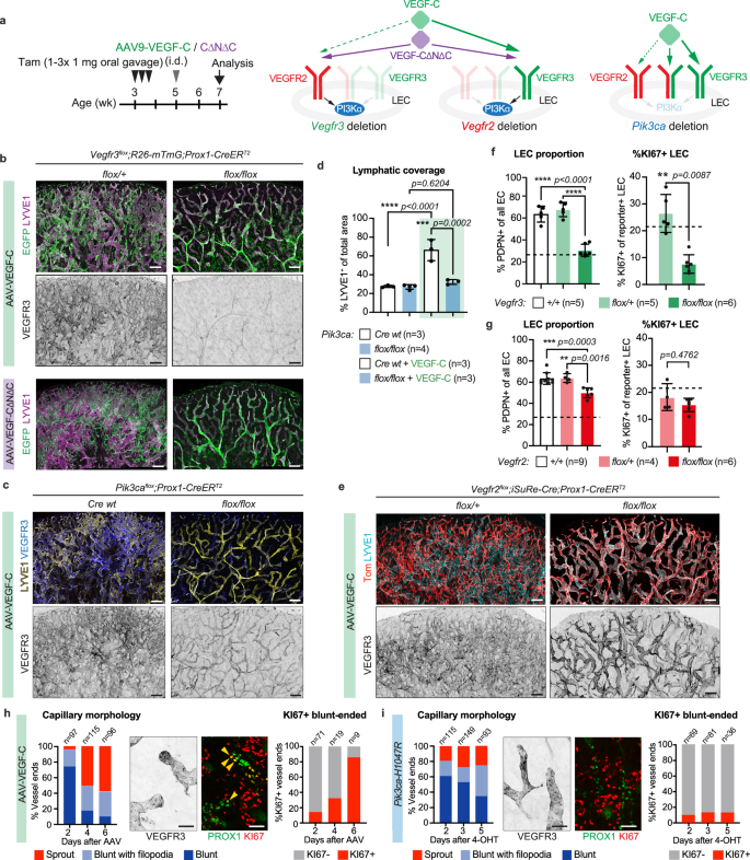 Fig. 5: Distinct requirements for VEGFR2 and VEGFR3 in VEGF-C-induced lymphangiogenesis.