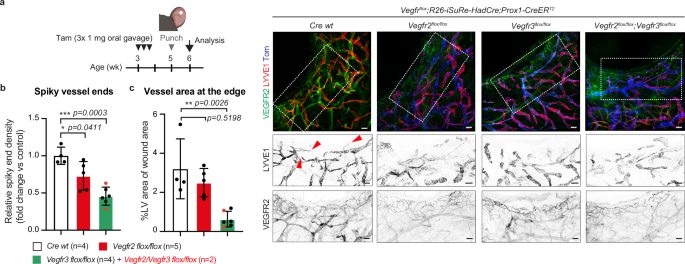 Fig. 6: VEGFR2 promotes lymphatic sprouting during regenerative lymphangiogenesis.