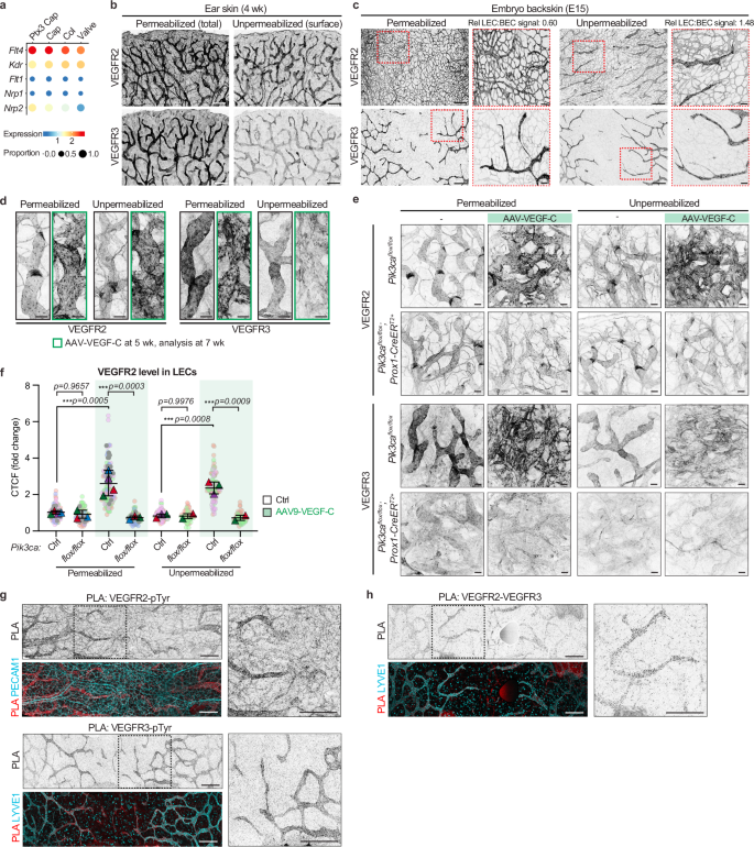 Fig. 7: Expression, cell surface localization and activation of VEGFR2 and VEGFR3 and their heterodimers in lymphatic endothelium.