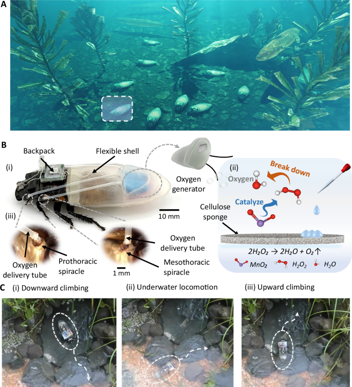Fig. 1: Concept and design of amphibious cyborg insect system.