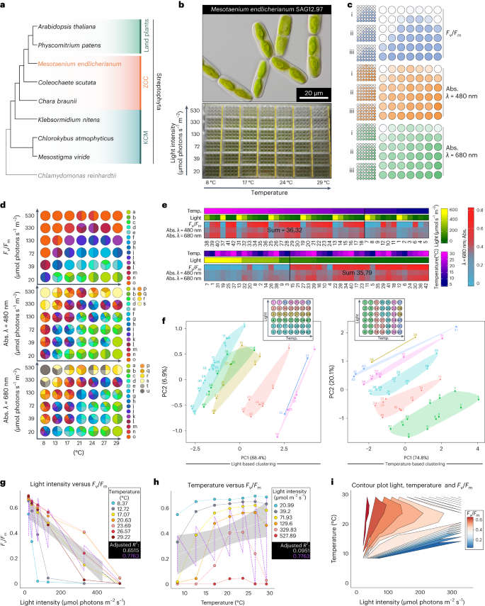 Fig. 1: A fine-combed setup for assessing environmental responses in Mesotaenium.