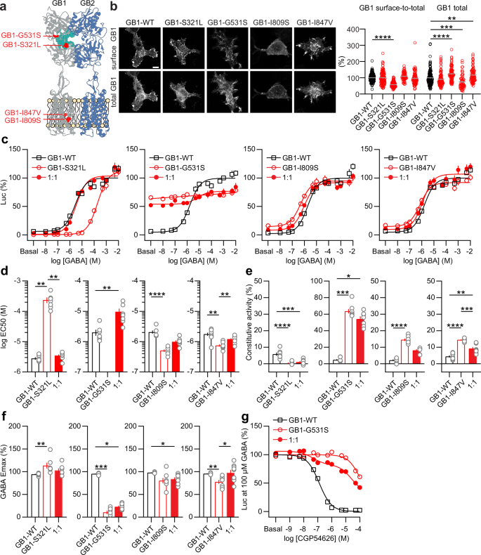 Fig. 1: In vitro characterization of GB1 subunit variants.
