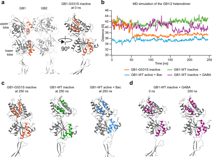 Fig. 2: Structural dynamics in MD simulations of the GB1-G531S receptor.