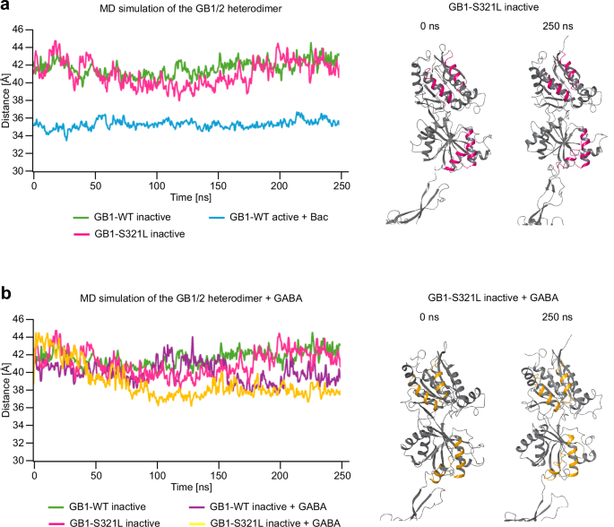 Fig. 3: Structural dynamics in MD simulations of the GB1-S321L receptor with and without docked GABA.