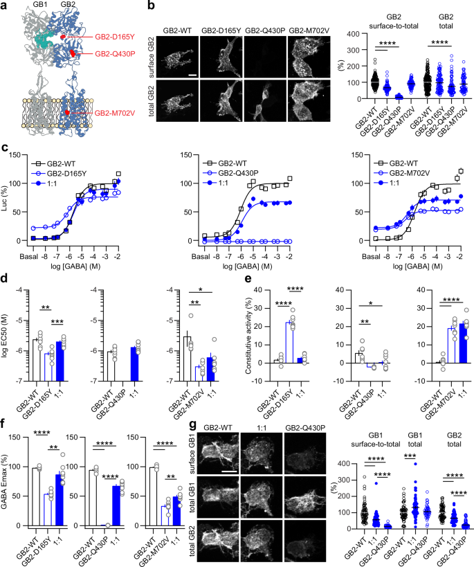 Fig. 4: In vitro characterization of GB2 subunit variants.