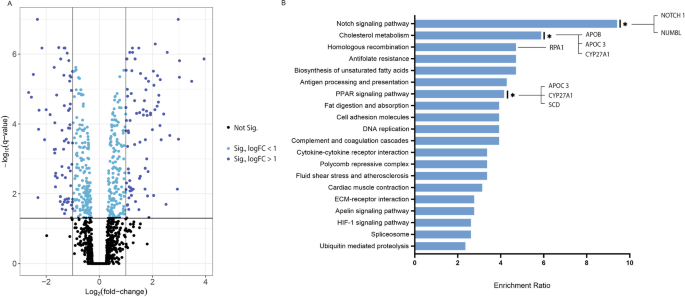 Fig. 3: Number of statistically significant differentially abundant proteins and enriched Kegg pathways.