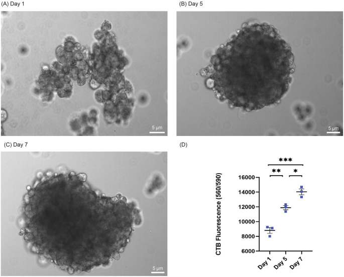 Fig. 4: Preadipocytes grown in spheroid culture.