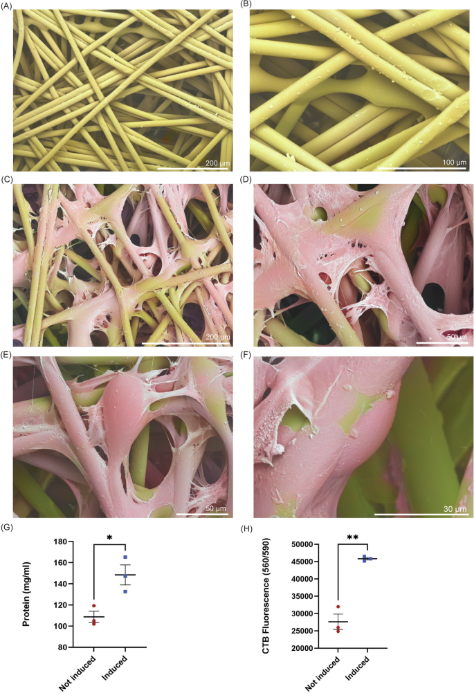 Fig. 6: Preadipocyte adhesion on Fibra-Cel® scaffolds.
