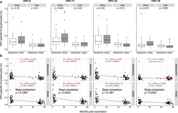 Fig. 4: Induction and maintenance of HPV-specific memory B lymphocytes.