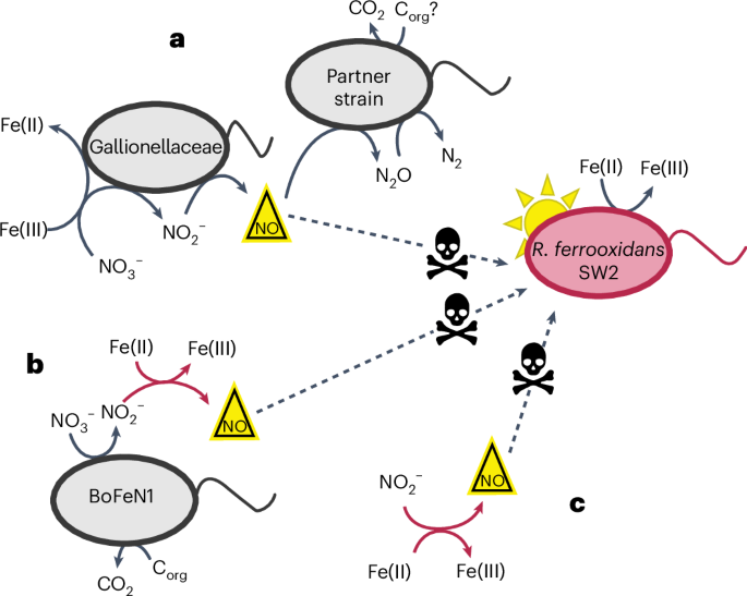 Fig. 3: Schematic of NO production and phototroph inhibition by NO via three mechanisms of nitrate-reducing Fe(II) oxidation.