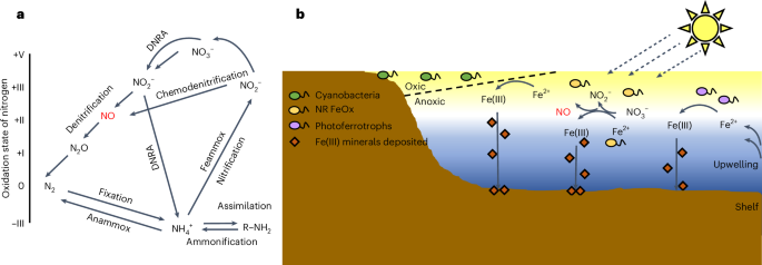 Fig. 4: Microbial mechanisms of NO production and the proposed impact of nitrate-reducing Fe(II) oxidation on BIF formation.