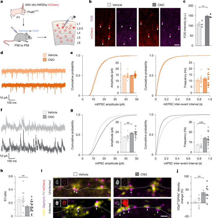 Fig. 1: Inhibitory synapses mediate the homeostatic response of PV+ interneurons to increased activity.