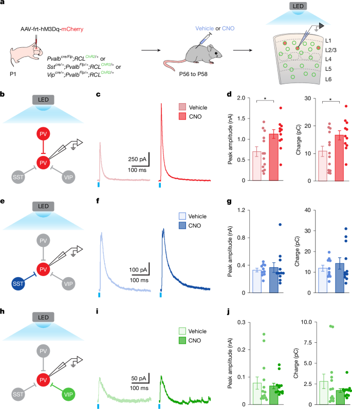 Fig. 2: Homeostatic inhibition originates from PV+ interneurons.