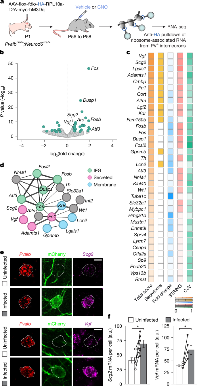 Fig. 3: Increased activity in PV+ interneurons leads to upregulation of Scg2 and Vgf.