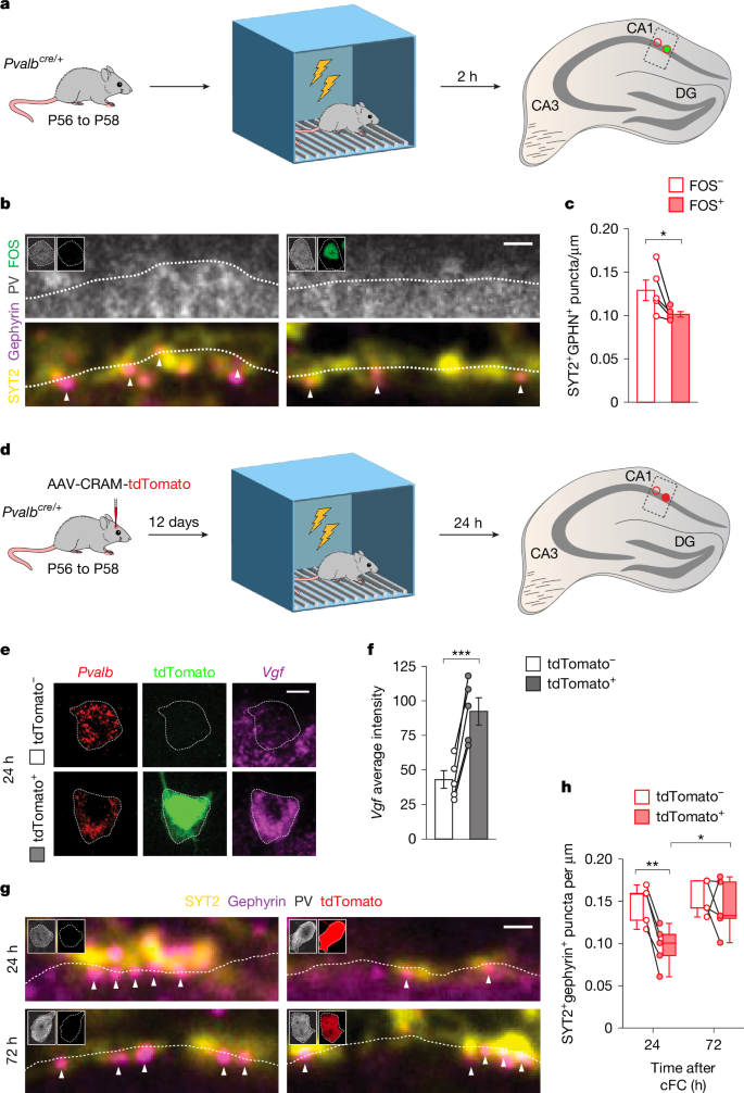 Fig. 5: Contextual fear conditioning increases Vgf expression and PV–PV connectivity in activated PV+ interneurons.