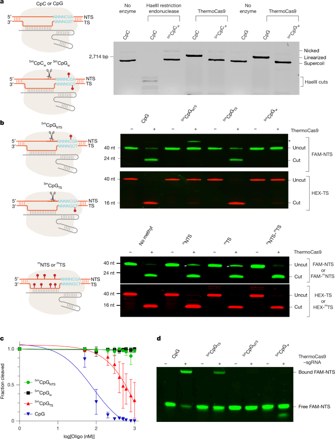 Fig. 1: ThermoCas9 activity is sensitive to DNA methylation.