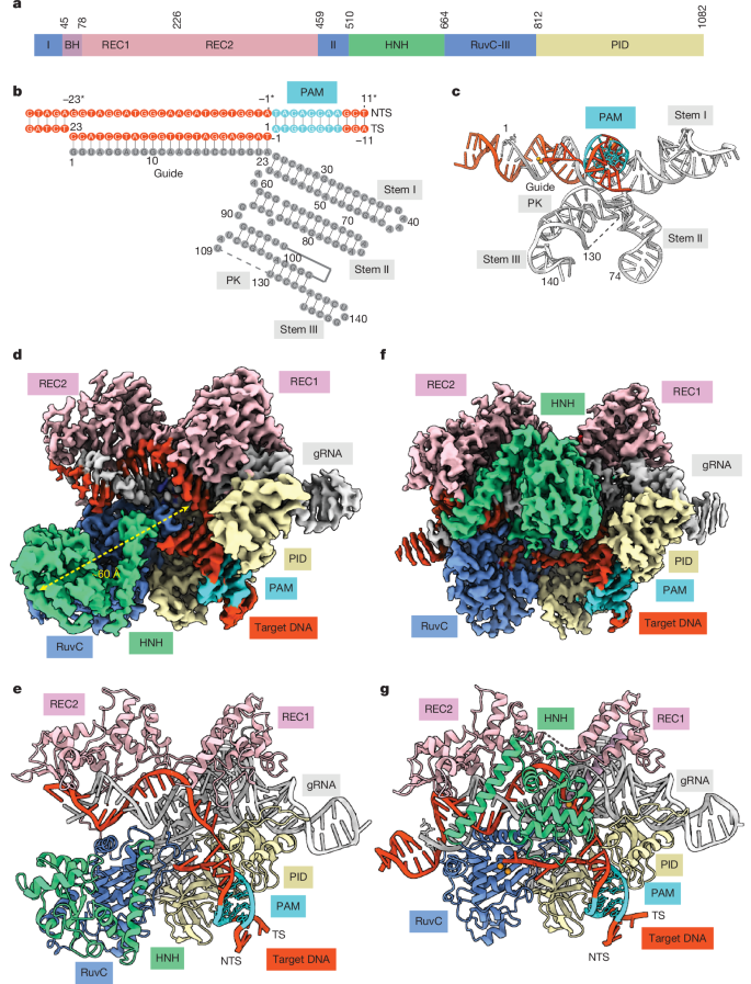 Fig. 2: Overview of ThermoCas9 cryo-EM structures.