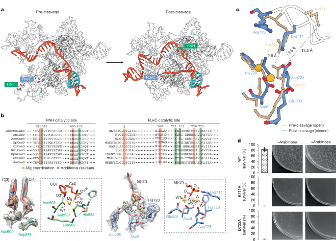 Fig. 3: Structural transitions in active sites of ThermoCas9.