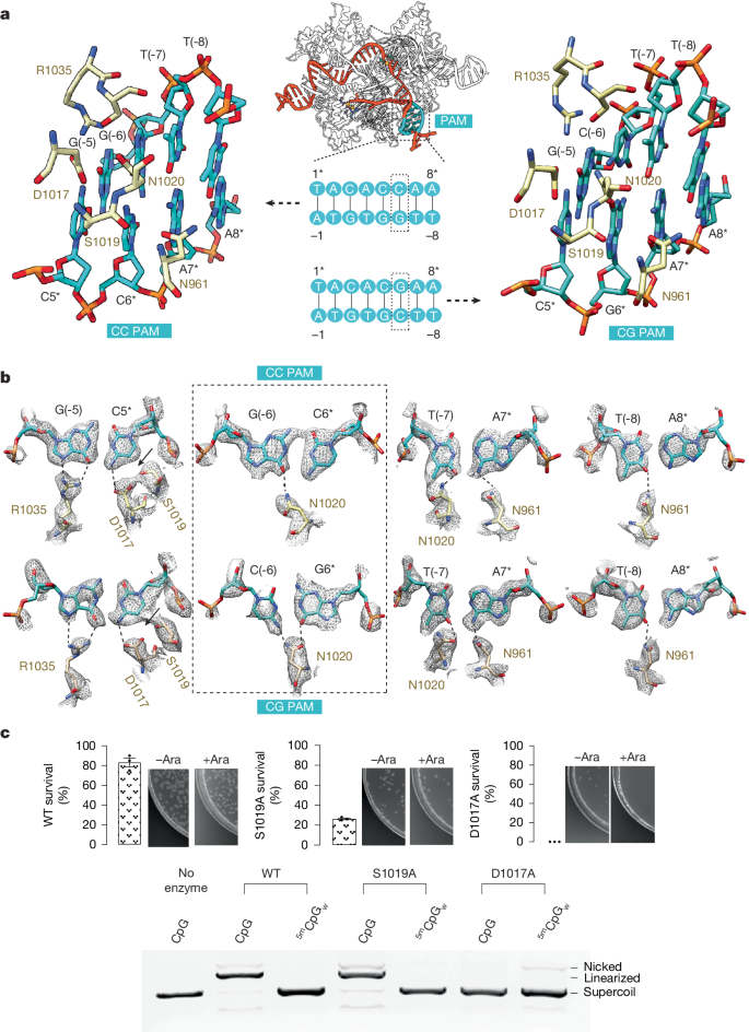 Fig. 4: PAM recognition by ThermoCas9.