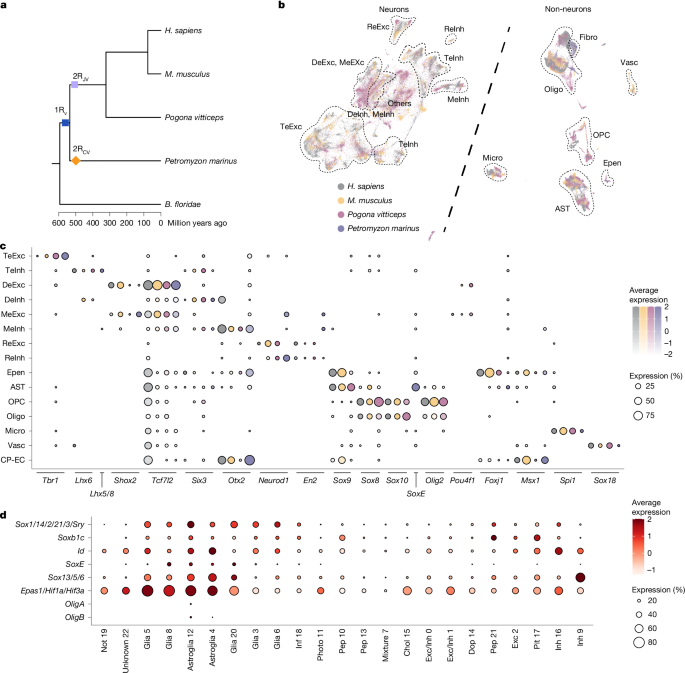 Fig. 1: Vertebrate brain atlases and core TF programs that define major cell-type families.