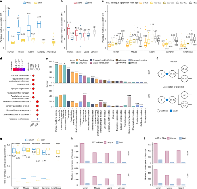 Fig. 2: Ohnologues contributed more to cell-type evolution than SSD paralogues.