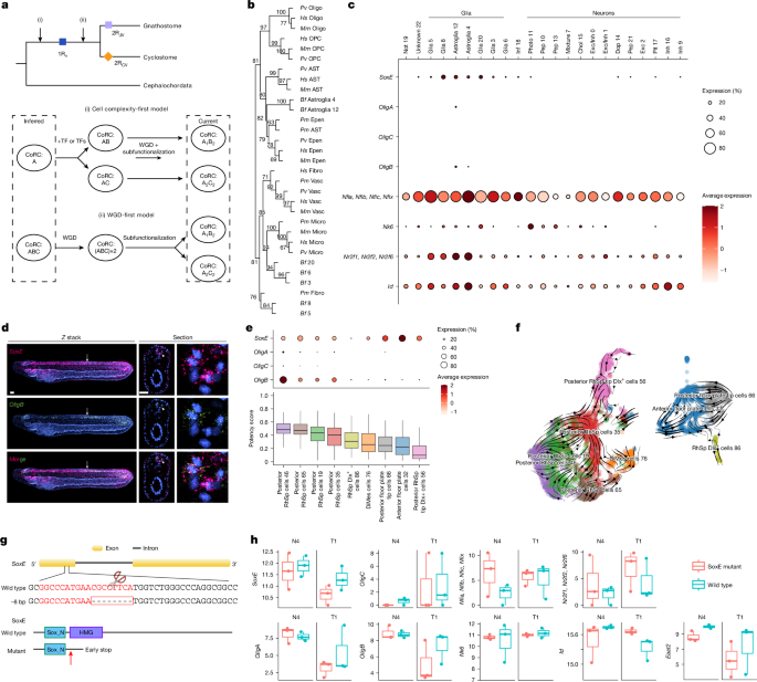 Fig. 3: Macroglia evolution in chordates.