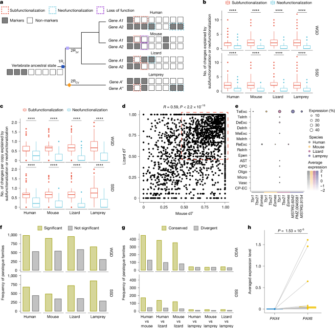 Fig. 4: Divergence of paralogues is associated with cell-type evolution.