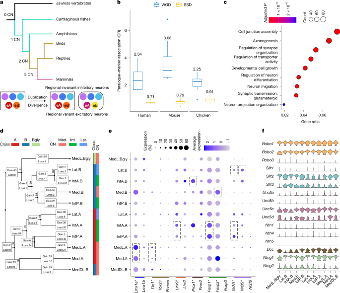 Fig. 5: Ohnologues in CN evolution.