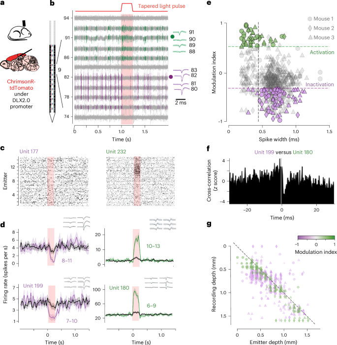 Fig. 4: Using Neuropixels Opto to drive local circuits.