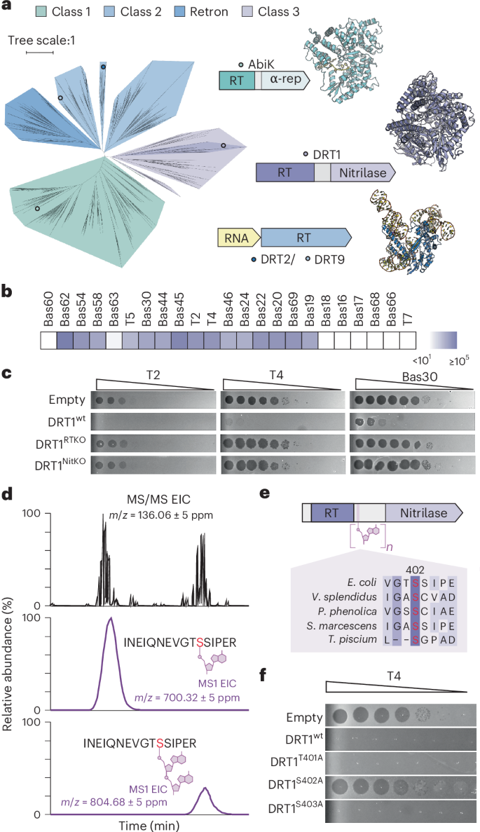 Fig. 1: Antiphage defense via protein-primed DNA synthesis.