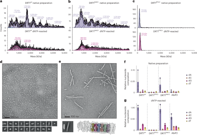 Fig. 2: DNA adducts drive filament formation.