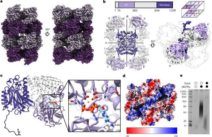 Fig. 3: Cryo-EM structure of the DRT1 filament.
