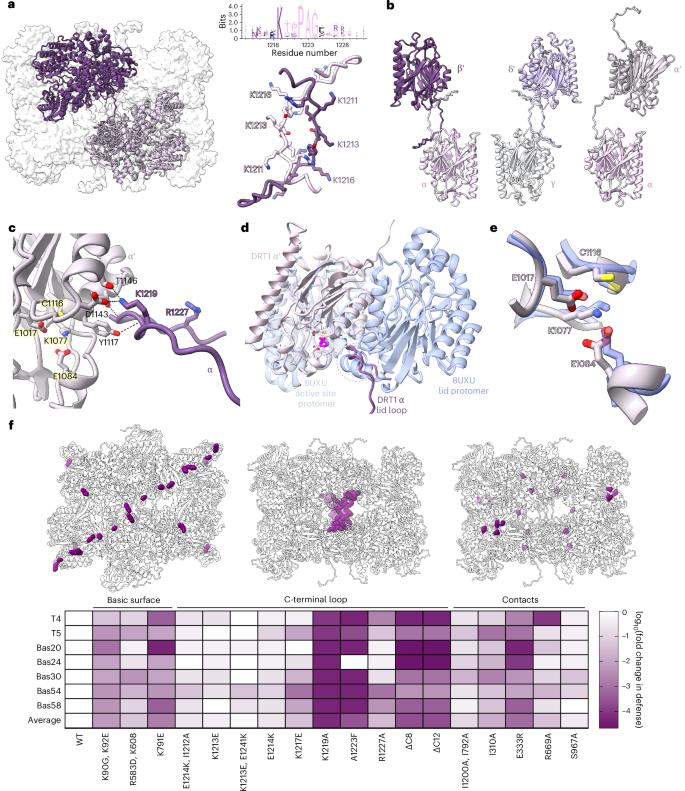 Fig. 4: Inter-tetramer interactions are required for DRT1 activity.
