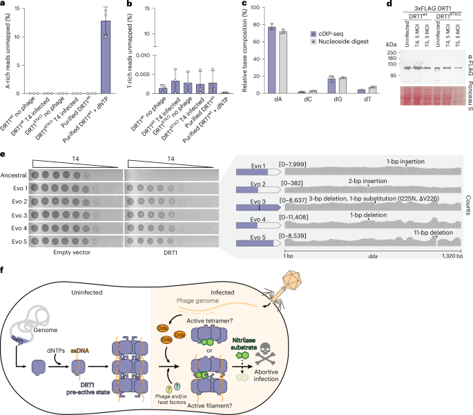Fig. 5: DNA adducts are a noncoding component of DRT1 defense.