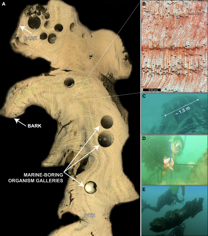 Fig. 2: Representative T. distichum cross section from the submerged forest, northern Gulf of Mexico.