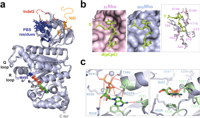 Fig. 2: Organization of the ligands binding network in MtbRho.
